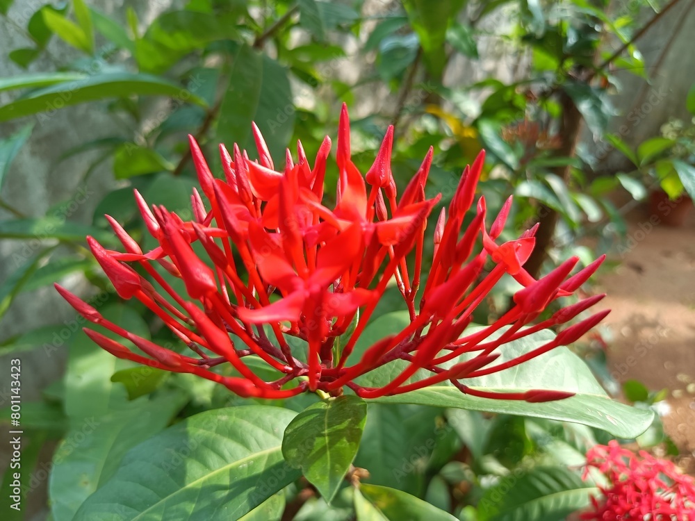 Ixora coccinea is a species of flowering plant in the family Rubiaceae. It is a common flowering shrub native to Southern India, Bangladesh, and Sri Lanka. Ixora coccinea is a species of flowering plant in the family Rubiaceae. It is a common flowering shrub native to Southern India, Bangladesh, and Sri Lanka.