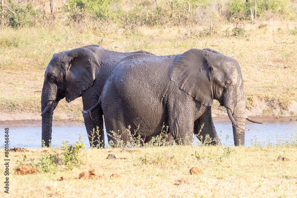 Fototapeta premium Two African Elephants (loxodonta africana) standing back to back at a waterhole, Kruger National Park, South Africa