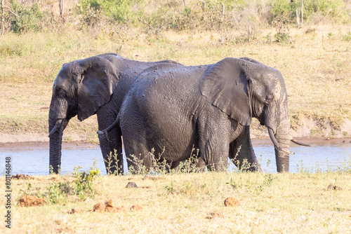 Two African Elephants (loxodonta africana) standing back to back at a waterhole, Kruger National Park, South Africa