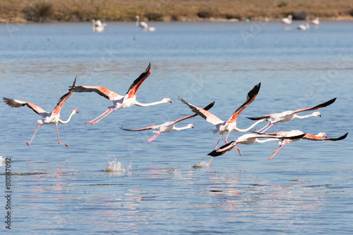 Greater Flamingo (Phoenicopterus roseus)  taking flight over Kliphoek Saltpans, Velddrif, West Coast, South Africa