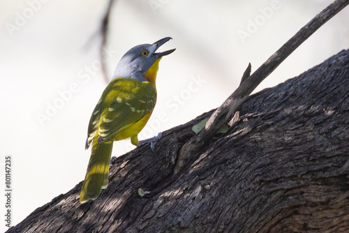 Grey-headed Bushshrike, Grey-headed Bush-shrike (Malaconotus blanchoti) perched on branch, Limpopo, South Africa photo