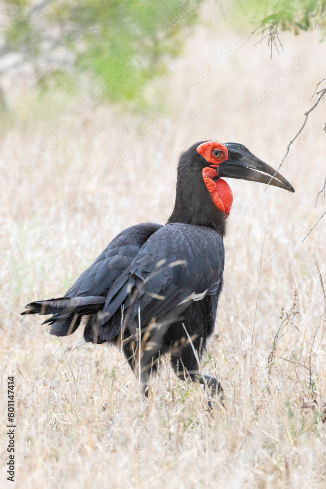 Obraz premium Southern Ground Hornbill (Bucorvus leadbeateri) adult walking in dry savannah grassland, Kruger National Park, South Africa