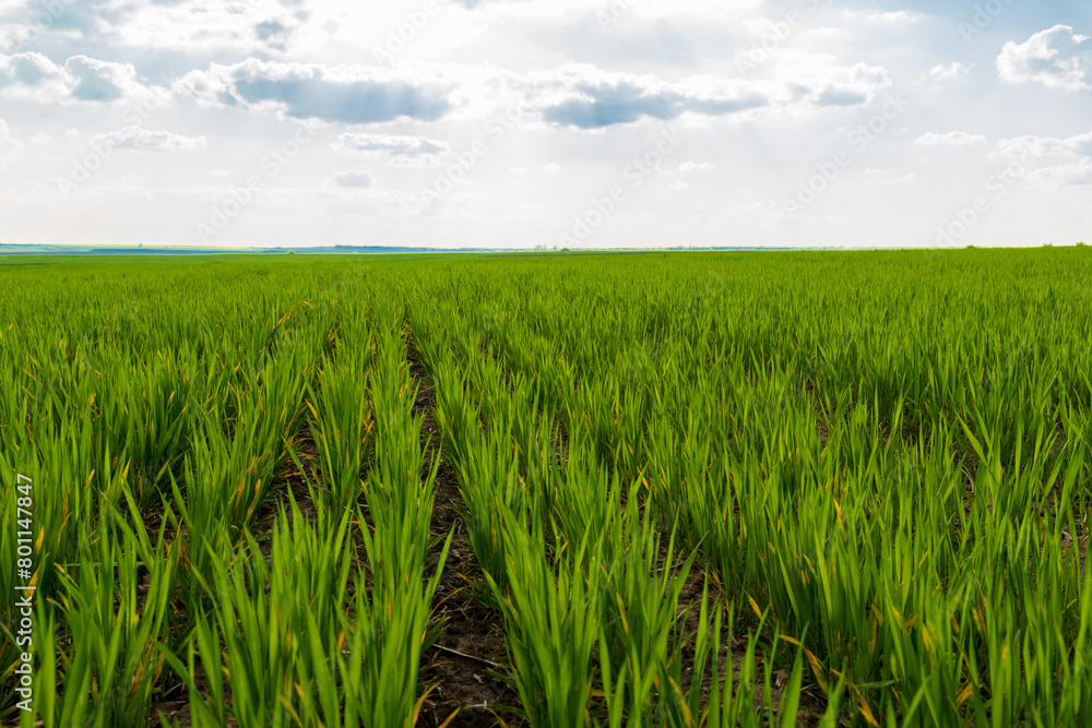 Young wheat sprouts in the field at sunset. Growing wheat in an agricultural field. Agro industry Young wheat sprouts in the field at sunset. Growing wheat in an agricultural field. Agro industry