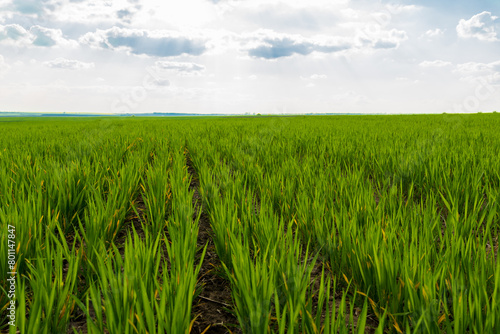 Young wheat sprouts in the field at sunset. Growing wheat in an agricultural field. Agro industry