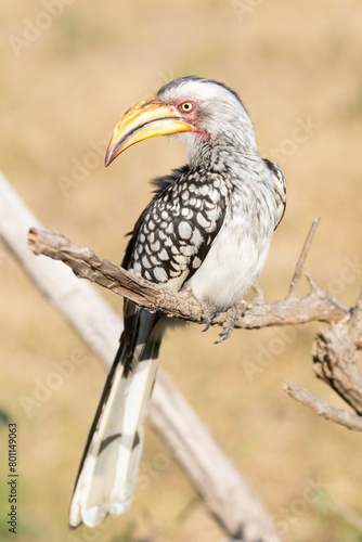 Male Yellow-billed Hornbill (Tockus leucomelas) Limpopo, South Africa perched on old tree