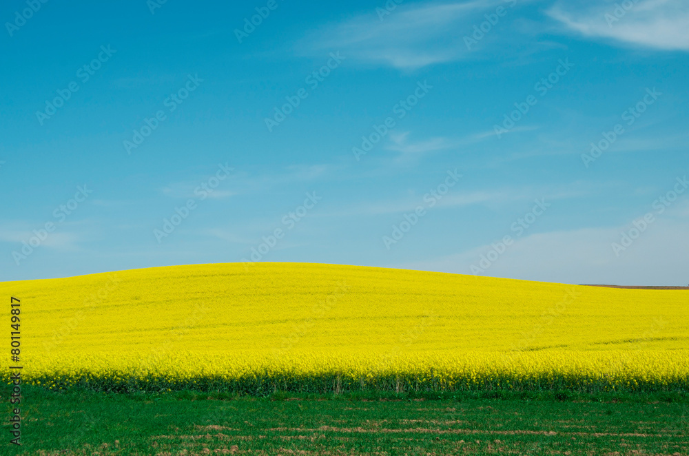 Fototapeta premium Landscape of a field of yellow rape or canola flowers, grown for the rapeseed oil crop.