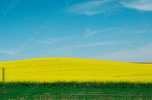Landscape of a field of yellow rape or canola flowers, grown for the rapeseed oil crop.