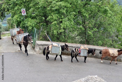 Obraz na płótnie Maiori - Asini da soma in Via Castello w salonie