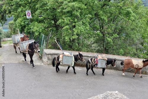 Maiori - Asini da soma in Via Castello photo