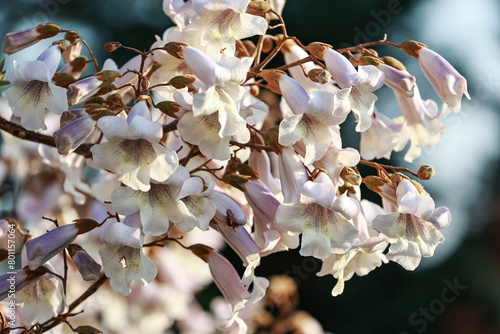 Beautiful Paulownia Tomentosa flowers in April.