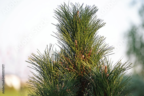 A beautiful black pine. Pinus nigra green tower.