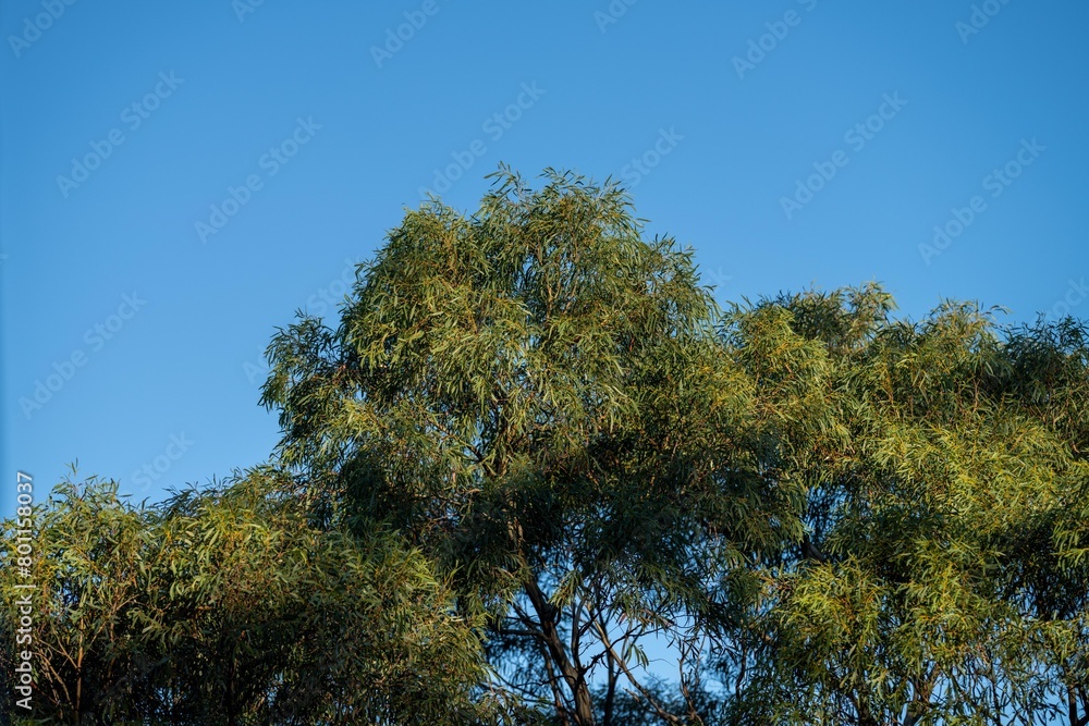 native australian plants in the bush, beautiful gum Trees and shrubs in the Australian bush forest. Gumtrees and native plants growing native australian plants in the bush, beautiful gum Trees and shrubs in the Australian bush forest. Gumtrees and native plants growing