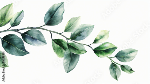 Drawn branch with leaves on white background