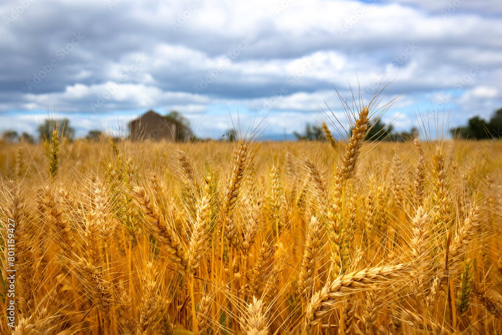 Golden wheat fields with a farmers house background Golden wheat fields with a farmers house background