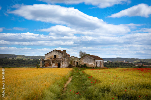 Old abandoned farmers house with beautiful vegetation of red poppies and golden wheat in the Ribatejo plains area - Portugal