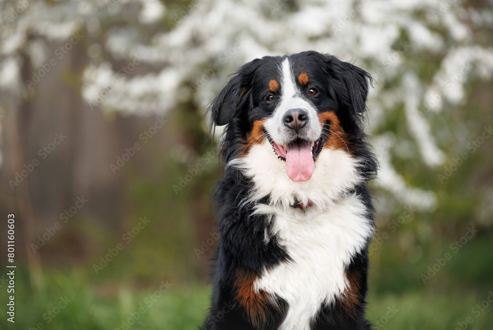 happy bernese mountain dog portrait outdoors in spring