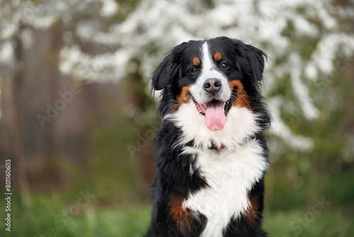 happy bernese mountain dog portrait outdoors in spring