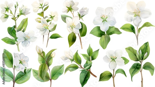 Delicate Watercolor Jasmine: Intricate White Blossoms and Green Leaves Clipart