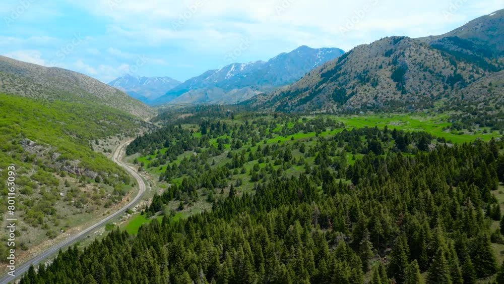 Magnificent pine forests mountain landscapes Magnificent pine forests mountain landscapes