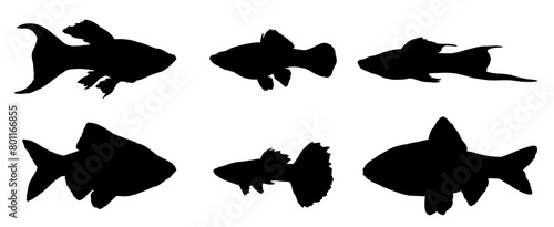 Silhouette drawing with aquarium fish. Illustration with guppy, swordtail, barb and molly .	 photo