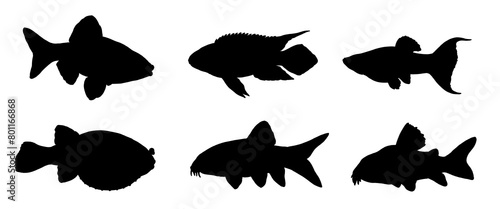 Silhouette drawing with aquarium fish. Illustration with kribensis, tetraodon, barb, molly, botia and catfish. photo
