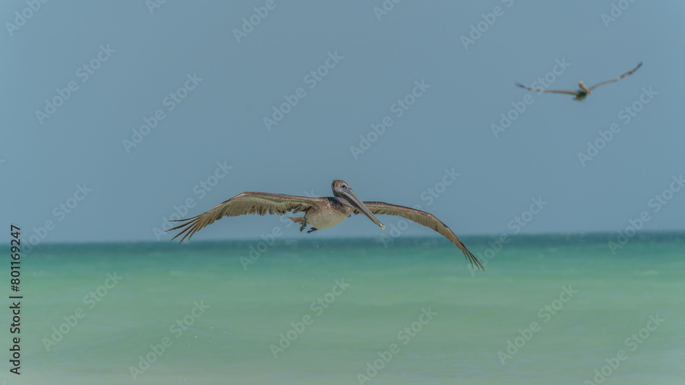 The brown pelican (Pelecanus occidentalis) is a large bird of the pelican family