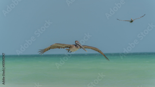 The brown pelican (Pelecanus occidentalis) is a large bird of the pelican family