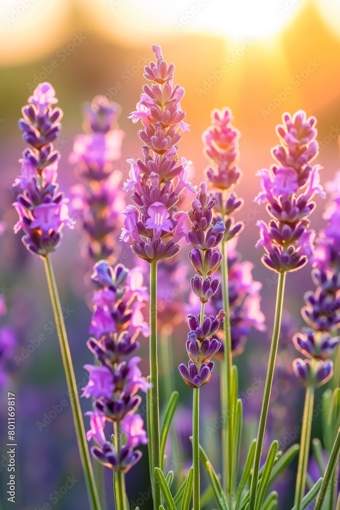 Naklejka premium Captivating view of a french lavender field bathed in the enchanting colors of a beautiful sunset