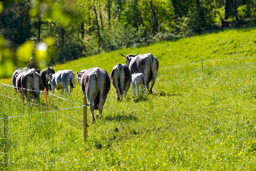 Herd of gray cows of breed Rätisches Grauvieh grazing on meadow of Swiss farm at City of Zürich on a sunny spring day. Photo taken April 27th, 2024, Zurich, Switzerland. © Michael Derrer Fuchs