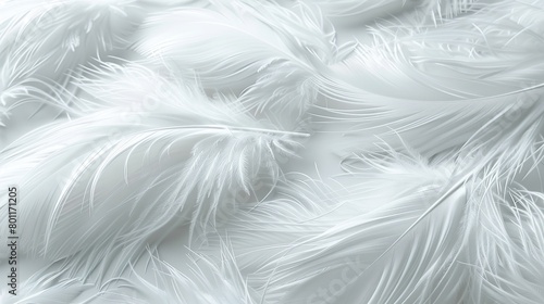 This is an up-close photograph of white feathers.