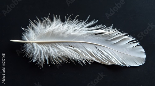  A white feather atop a black surface, next to a halved piece of paper