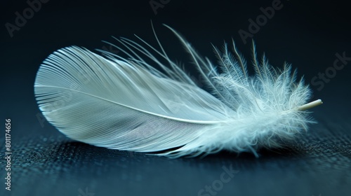   A white feather against a black background, its edge softly blurred by approaching light originating from the feather's center photo