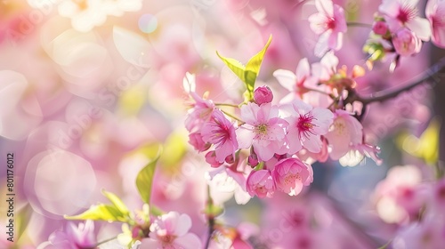 A close-up of a branch of cherry blossoms with a blurred background.
