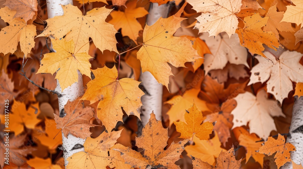 A harmonious blend of autumn leaves, with some leaves partially covering others, creating layers of color and texture. A harmonious blend of autumn leaves, with some leaves partially covering others, creating layers of color and texture.