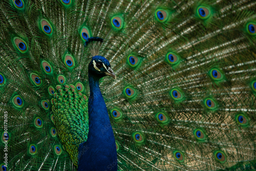 Fototapeta premium Paw