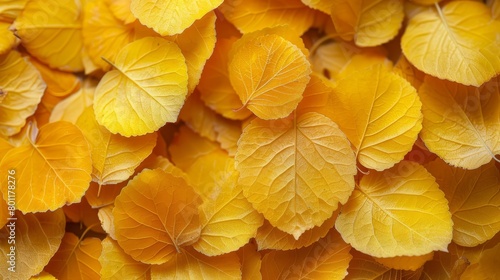   A cluster of yellow leaves lying together on a bed of similar yellow leaves © Shanti