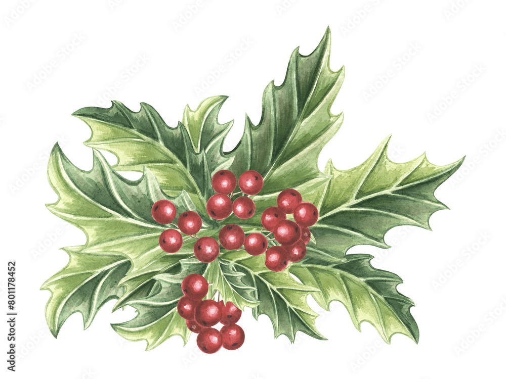 Holly with green leaves and red berries. Winter Christmas traditional plants in vintage. Hand drawn watercolor illustration holiday design. Isolated drawing template for greeting card, New Year, print Holly with green leaves and red berries. Winter Christmas traditional plants in vintage. Hand drawn watercolor illustration holiday design. Isolated drawing template for greeting card, New Year, print