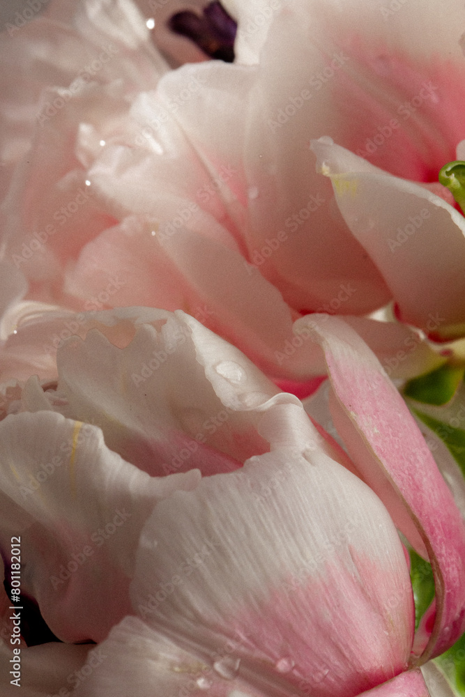 Pink rose delicate tulips flowers closeup submerged in water/with water droplets