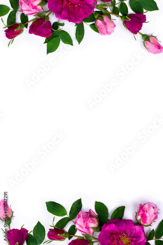 Pink wild roses on a white background with space for text. Top view, flat lay © Anastasiia Malinich