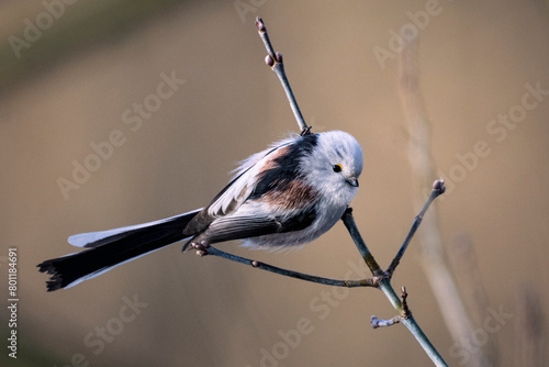 Fotografía Long-tailed tit