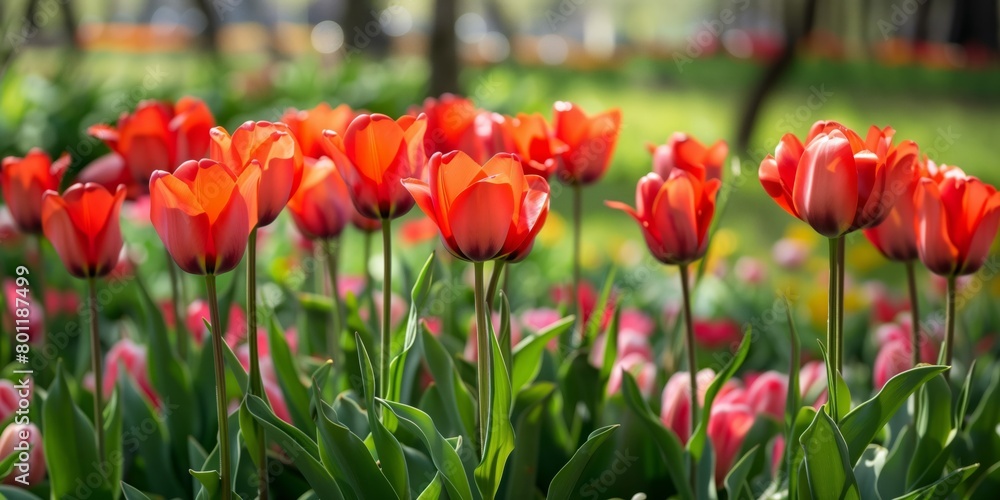 Red tulips growing in a park
