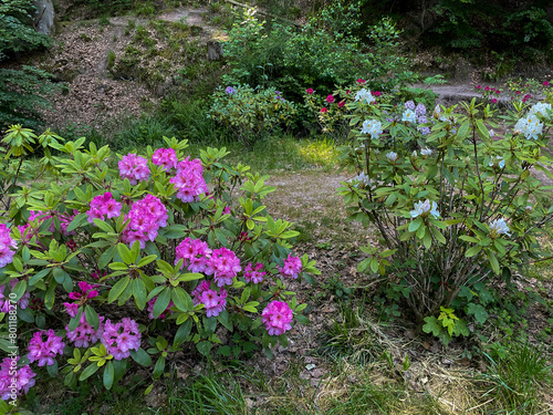 Rhododendron Büsche mit pink lila Blüten in Baden-Baden
