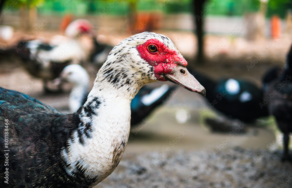 Close-up of head duck in duck farm , agriculture duck farm concept, Close-up of head duck in duck farm , agriculture duck farm concept,