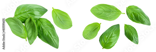 Fresh basil leaf isolated on white background with  full depth of field. Top view. Flat lay