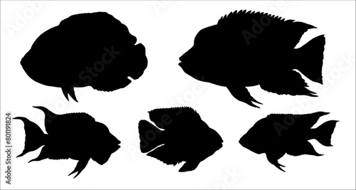 Silhouette drawing with big american cichlids. Vector illustration with oscar, firemouth cichlid and texas cichlid.