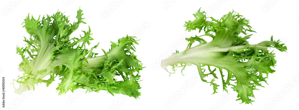 Fototapeta premium Fresh green leaves of endive frisee chicory salad isolated on white background with full depth of field. Top view. Flat lay