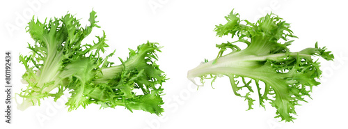 Fresh green leaves of endive frisee chicory salad isolated on white background with  full depth of field. Top view. Flat lay
