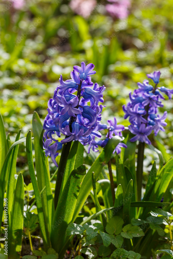 Obraz premium Beautiful hyacinth flowering in spring field. Close-up of purple hyacinth flower meadow. Many hyacinth flowers in winter garden. Early spring hyacinth flowers as background or greeting card