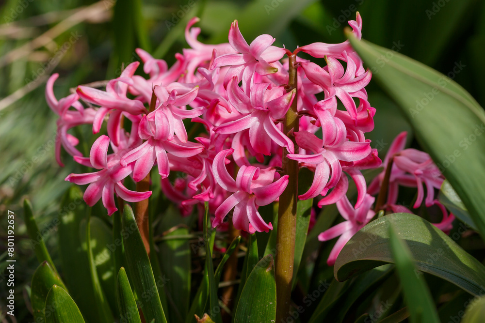 Beautiful hyacinth flowering in spring field. Close-up of purple hyacinth flower meadow. Many hyacinth flowers in winter garden. Early spring hyacinth flowers as background or greeting card Beautiful hyacinth flowering in spring field. Close-up of purple hyacinth flower meadow. Many hyacinth flowers in winter garden. Early spring hyacinth flowers as background or greeting card