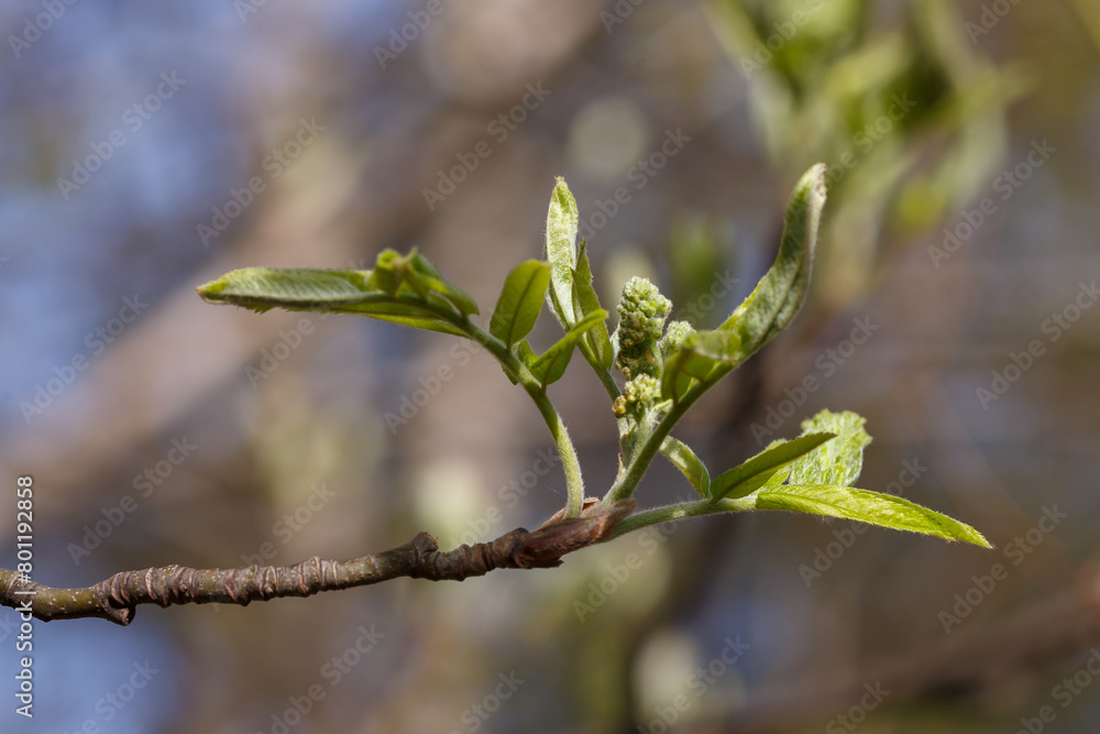 The first buds and inflorescence of Common bird cherry ( lat. Prunus padus , “plum from the Po River), or bird cherry racemosa in spring time The first buds and inflorescence of Common bird cherry ( lat. Prunus padus , “plum from the Po River), or bird cherry racemosa in spring time